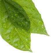 Ŵ